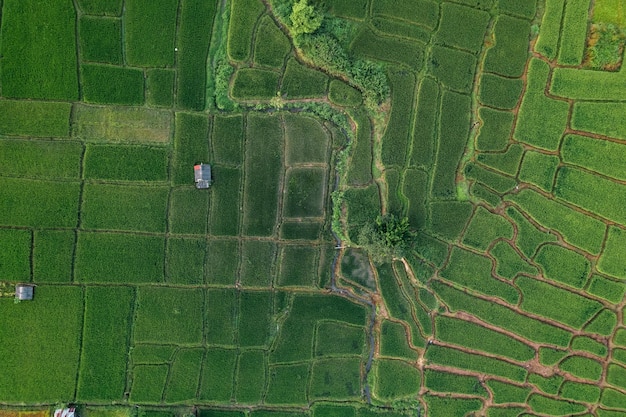 Arroz y campos de arroz en el campo.