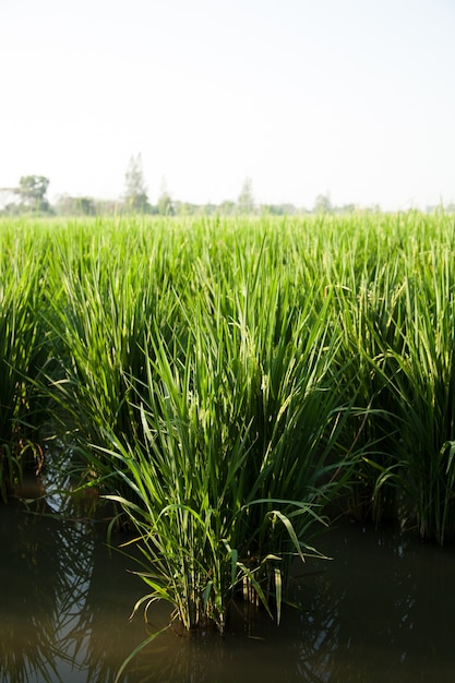 Arroz y campos de arroz.