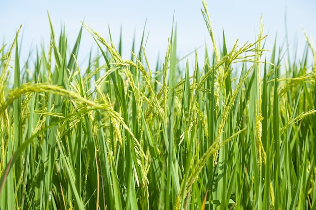 Arroz en los campos de arroz