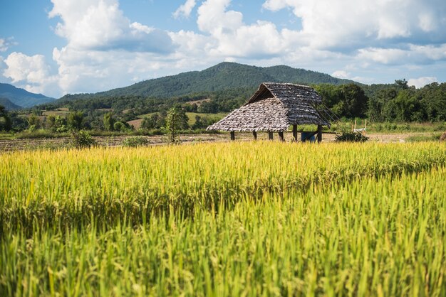 Arroz con cáscara en campos colgantes