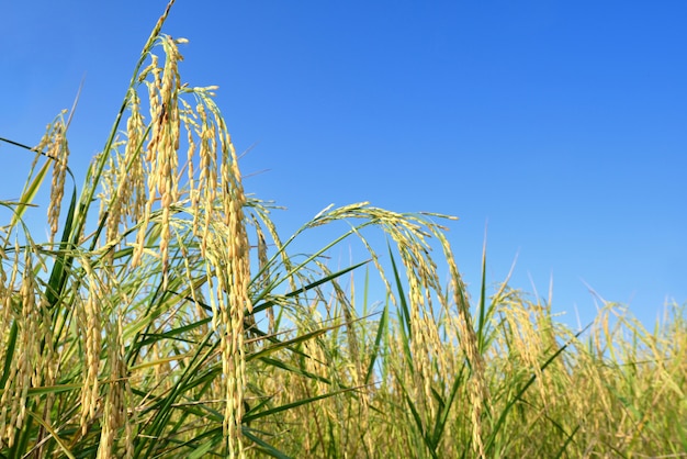 Arroz con cáscara