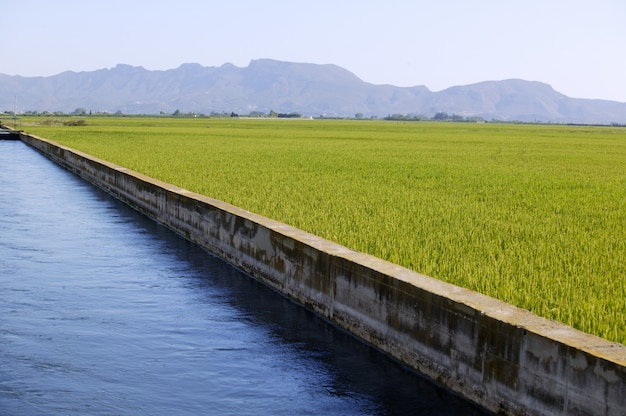 Arroz cereal verde campos e canal de irrigação azul