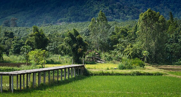 El arroz coloca el paisaje hermoso de PhuLua, Loei, Tailandia.