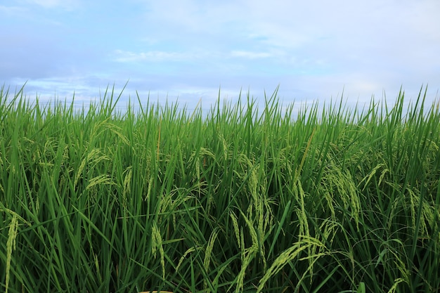 Arroz de crecimiento de cerca con cielo azul