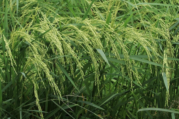 Arroz cresce em campos verdes da Tailândia