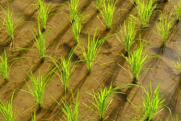 El arroz se cultiva en los arrozales.