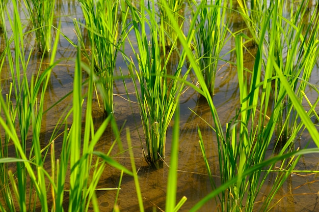 El arroz se cultiva en los arrozales.