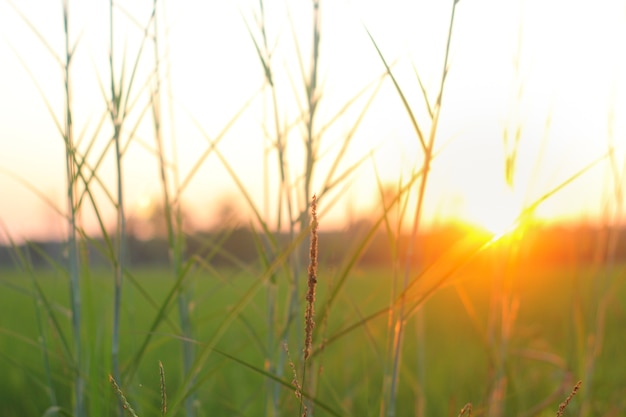 arroz da natureza da luz solar