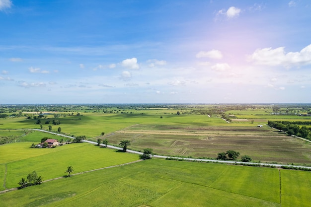 Arroz de campo com fundo de natureza padrão verde paisagem