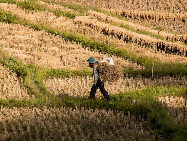 Arroz de campo e agricultor estão colhendo arroz Mae Hong Son norte da Tailândia