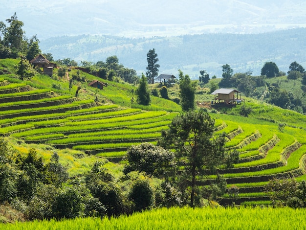 Arroz de campo na Ásia