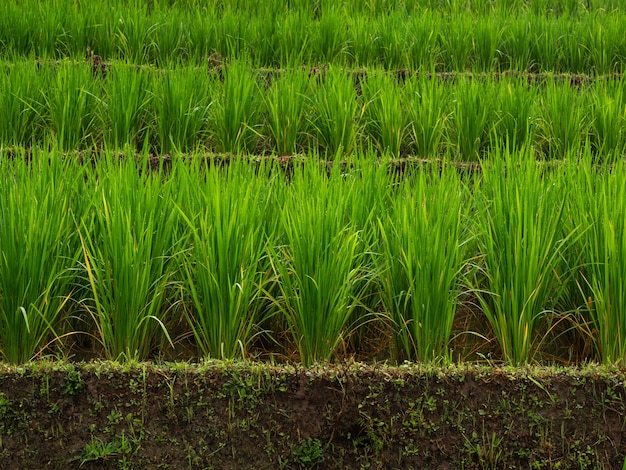 Arroz de campo na Ásia