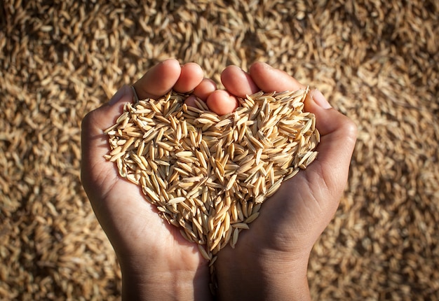 Foto arroz de jasmim do campo nas mãos do fazendeiro