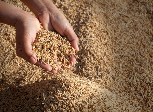 Arroz de jasmim do campo nas mãos do fazendeiro