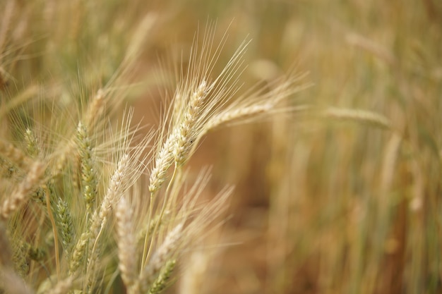 Arroz de trigo amarelo e cevada crescendo em arrozais em terras agrícolas