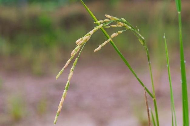 Foto arroz dorado con corte para alimentar al mundo.