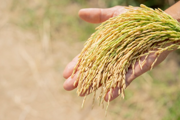 Arroz dorado, hermoso en manos de los agricultores.