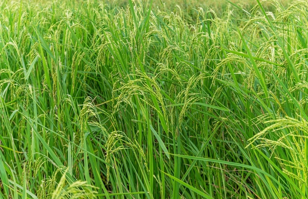 Arroz em campo de arroz rural com céu nublado à luz do dia, campo verde rural, arroz em casca com campo verde