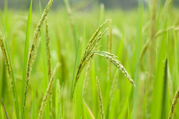 arroz em campo de arroz
