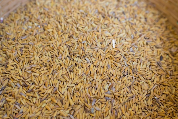 Arroz em casca na Tailândia Arroz de jasmim Fundo de arroz em casca de comida macia perfumada de bom gosto.