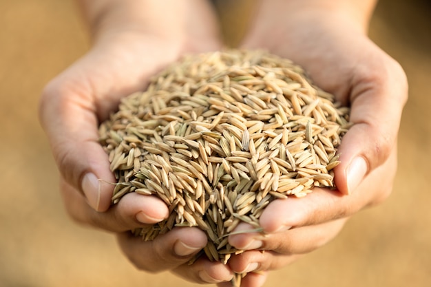 Arroz em casca nas mãos do agricultor.