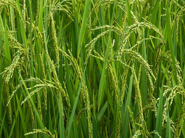 Foto el arroz es un cultivo económico en asia.