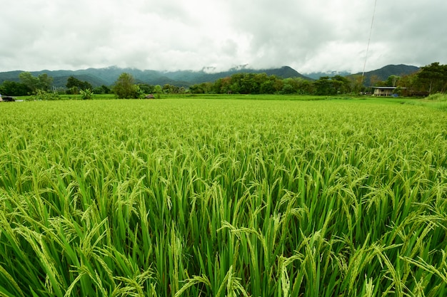 El arroz es hermoso en el campo.