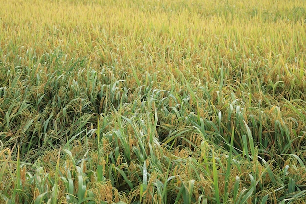 El arroz está listo para cosechar