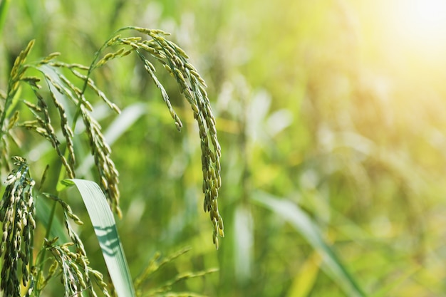 Arroz fresco en el campo con salida del sol