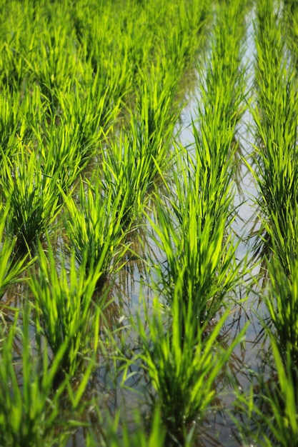 Foto arroz fresco en los campos