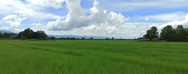 Foto el arroz en un gran campo