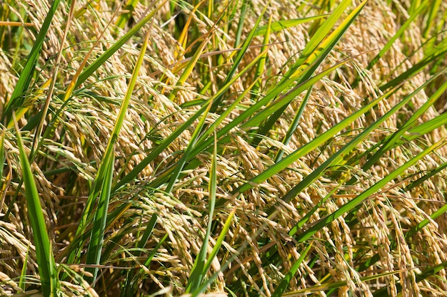 Arroz y grano listos para ser cosechados.