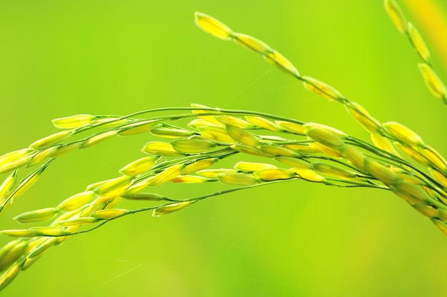 el arroz se ha vuelto amarillo listo para ser cosechado