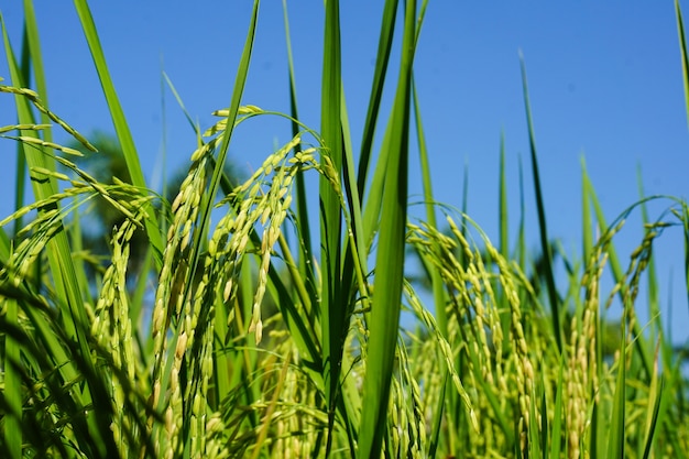 El arroz hermoso está creciendo en campo con el cielo azul.