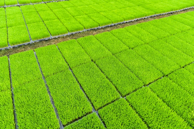 Arroz jovem brotar na caixa pronta para crescer no campo de arroz