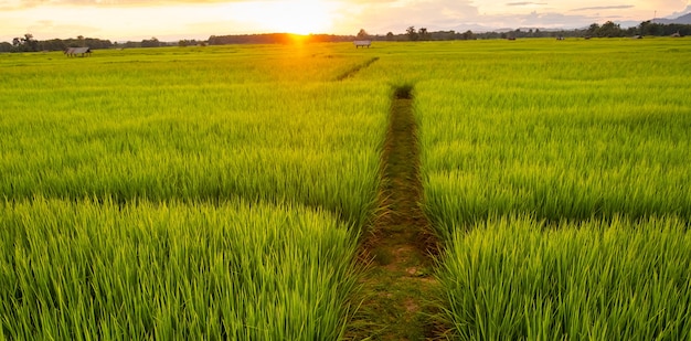 Arroz joven y camino en campos. Campo de arroz con camino. Camino en medio de arrozales.