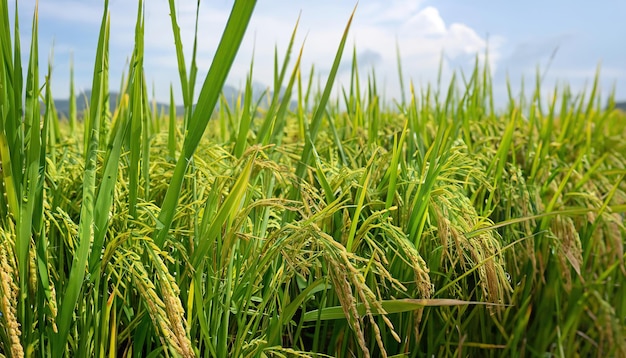 Arroz maduro en campo de arroz El arroz está creciendo en el campo