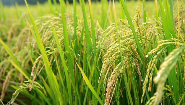 Arroz maduro en campo de arroz El arroz está creciendo en el campo