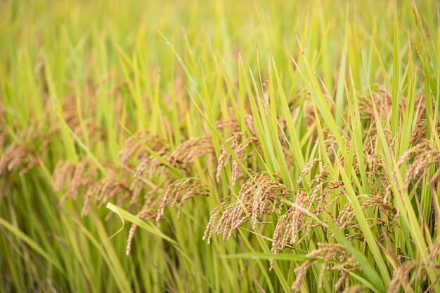 arroz maduro de outono cultivado na Coreia