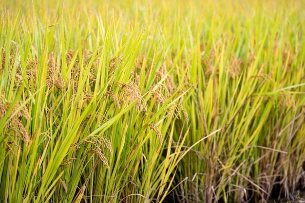 arroz maduro de otoño cultivado en Corea