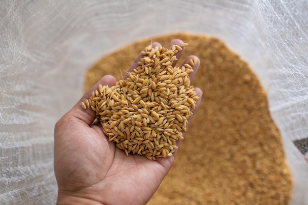 Arroz en mano en el fondo de una bolsa de arpillera