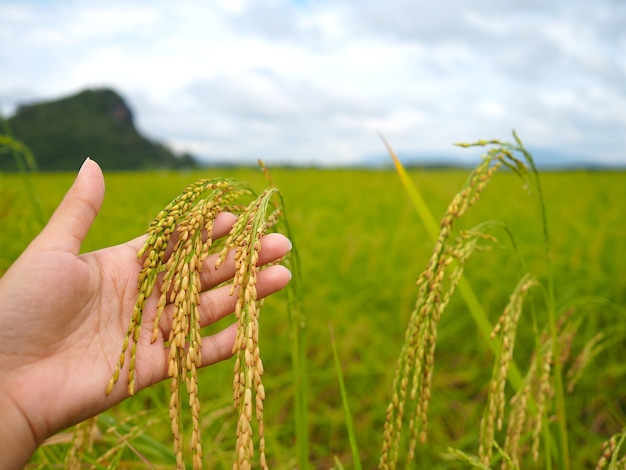 Foto arroz en mano de mujer