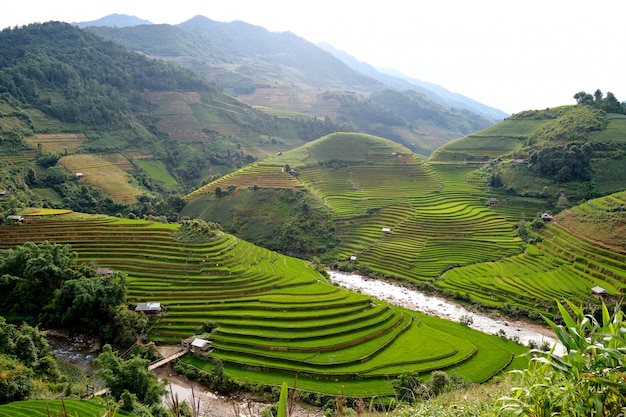 Arroz de montaña en vietnam