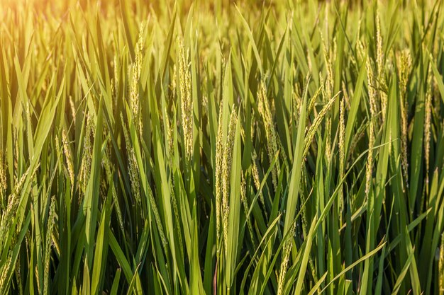 Arroz na Índia