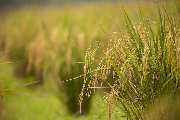 Arroz no campo da Tailândia