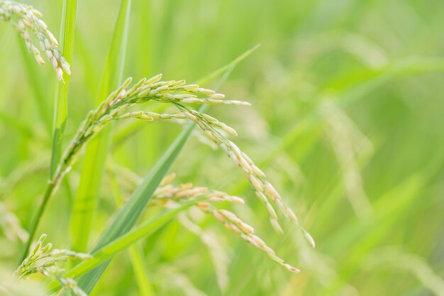 Arroz no campo