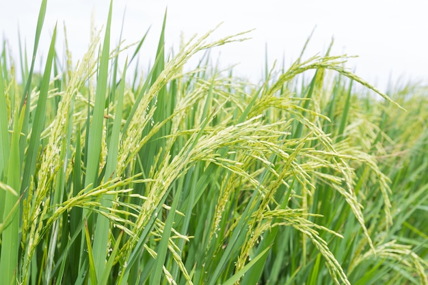 Arroz nos campos de arroz