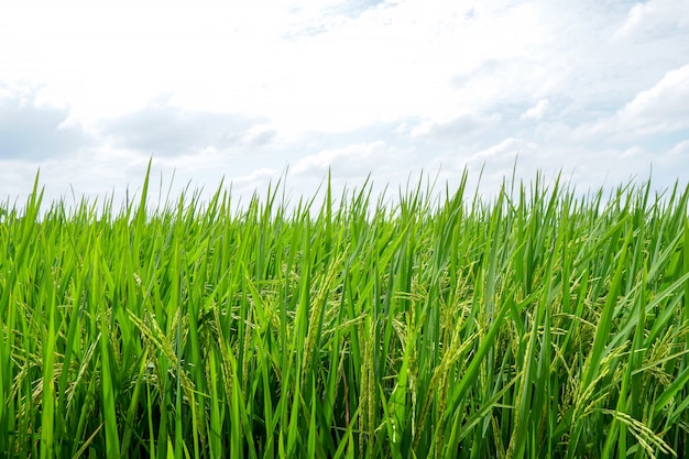 Arroz orgánico asiático del jazmín en el campo verde del arroz de arroz.