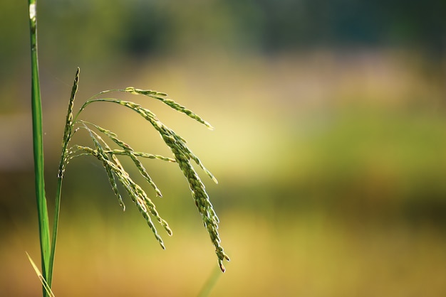 Arroz paddy bonito no campo com por do sol.