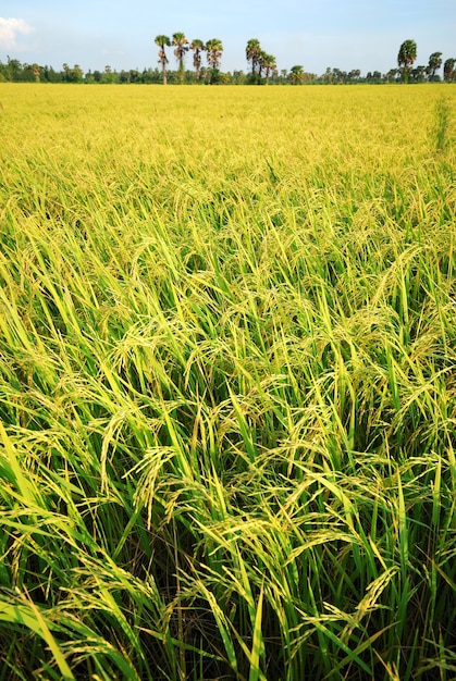 Foto arroz paddy, campo, com, nuvem, fundo